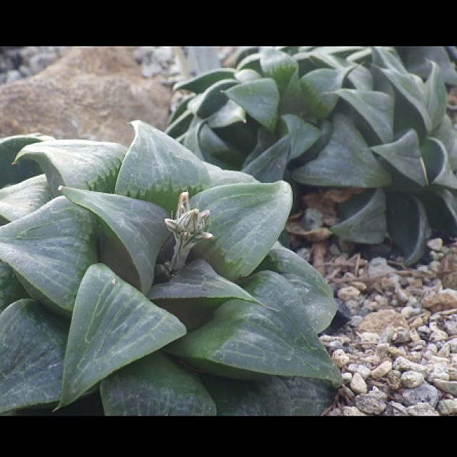Plantexhibitionhallさんの実例写真