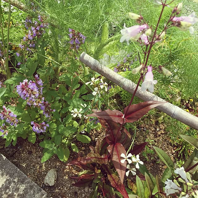 kaorinさんの実例写真