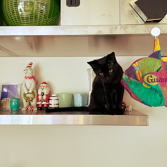 ファイヤーキング/猫と暮らす/猫と犬のいる生活/キッチンのインテリア実例 - 2022-02-05 10:57:22