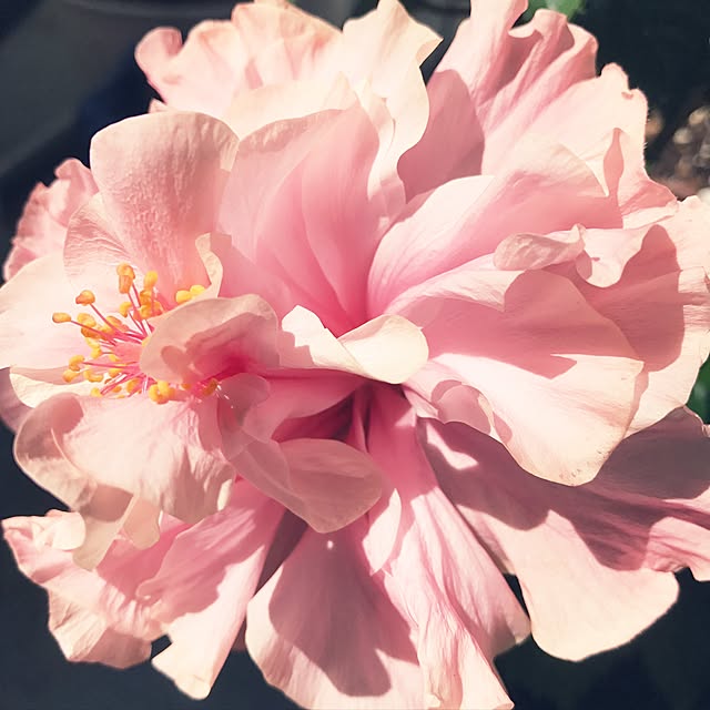 Patricia_Bennettさんの実例写真