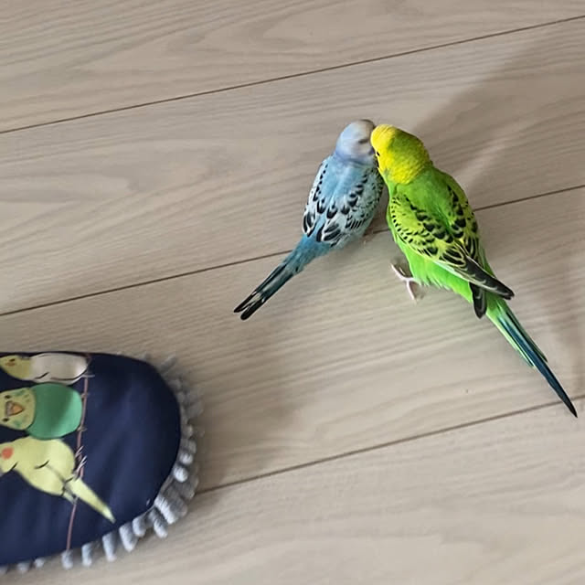 ohanaさんの部屋
