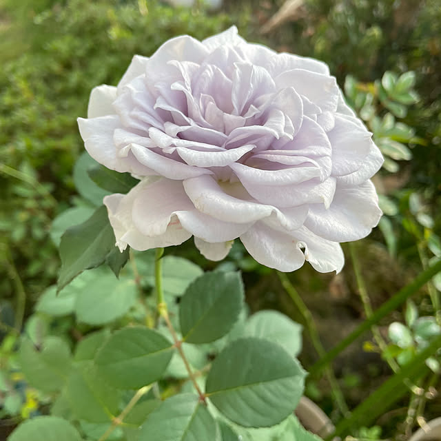 natsumiさんの部屋