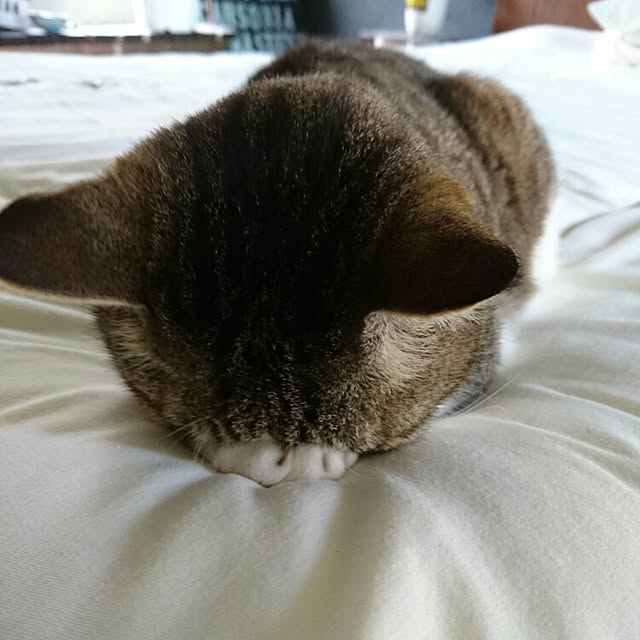 427klandさんの実例写真