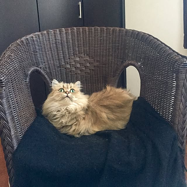 butachanさんの実例写真
