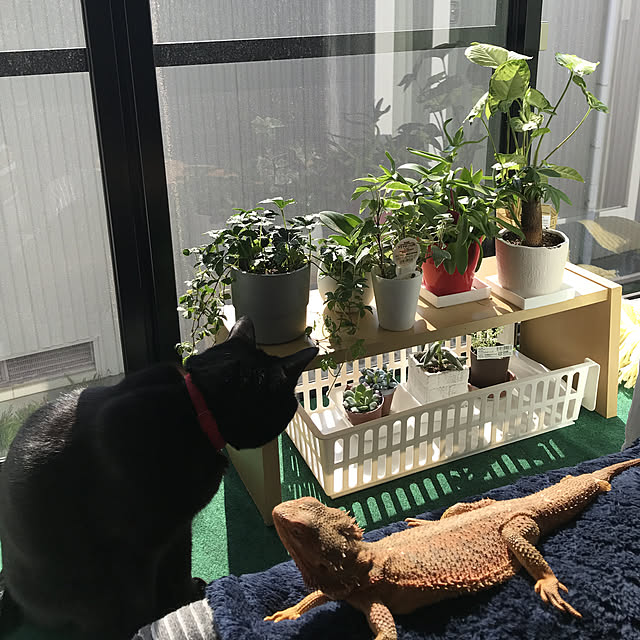 観葉植物/100均/リビングのインテリア実例 - 2019-04-03 08:41:28