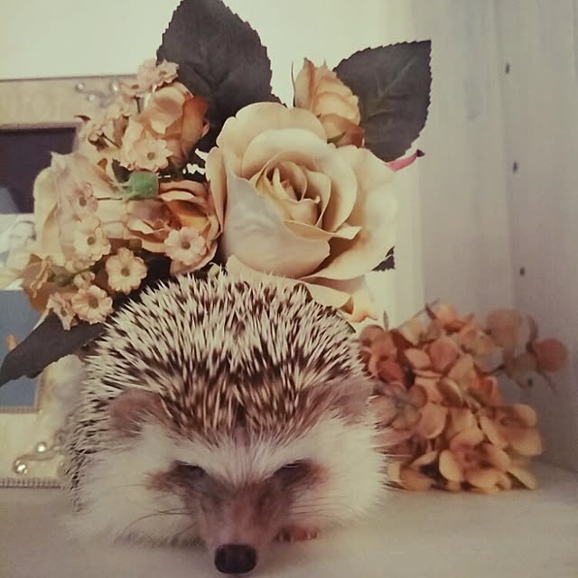 kuruさんの実例写真