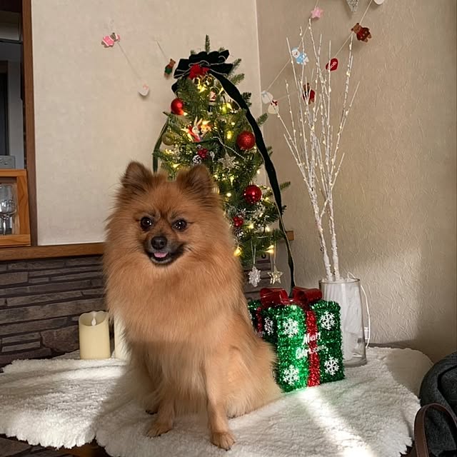momoさんの実例写真