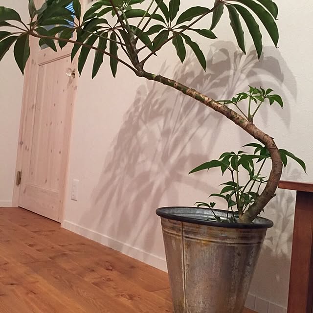 ベッド周り/観葉植物のインテリア実例 - 2015-05-03 22:13:26