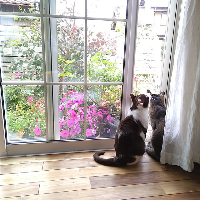 daisyさんの実例写真