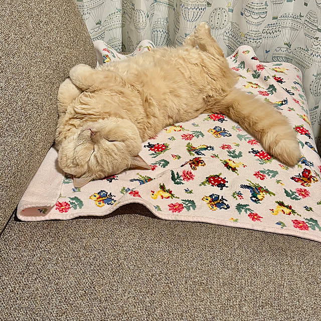 naokoさんの実例写真