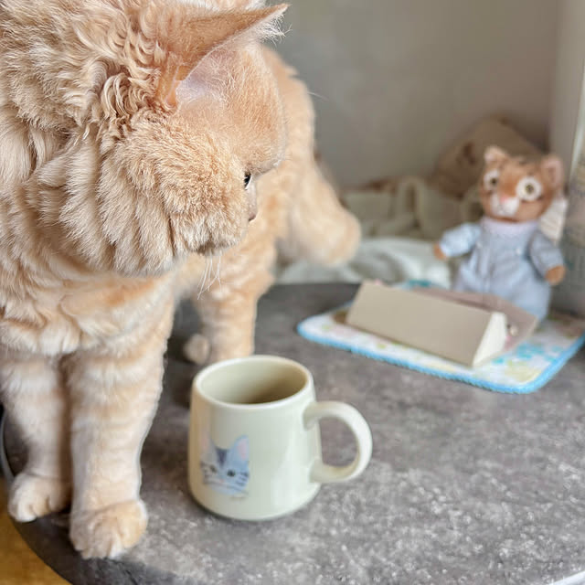 naokoさんの実例写真