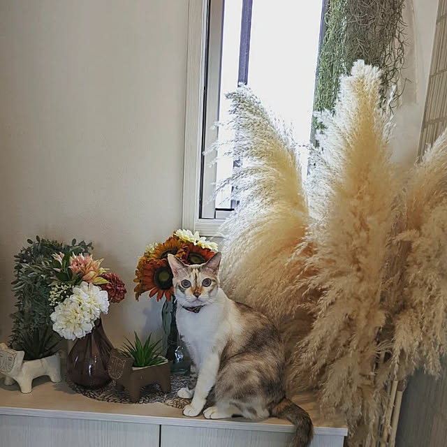 kohakuさんの実例写真