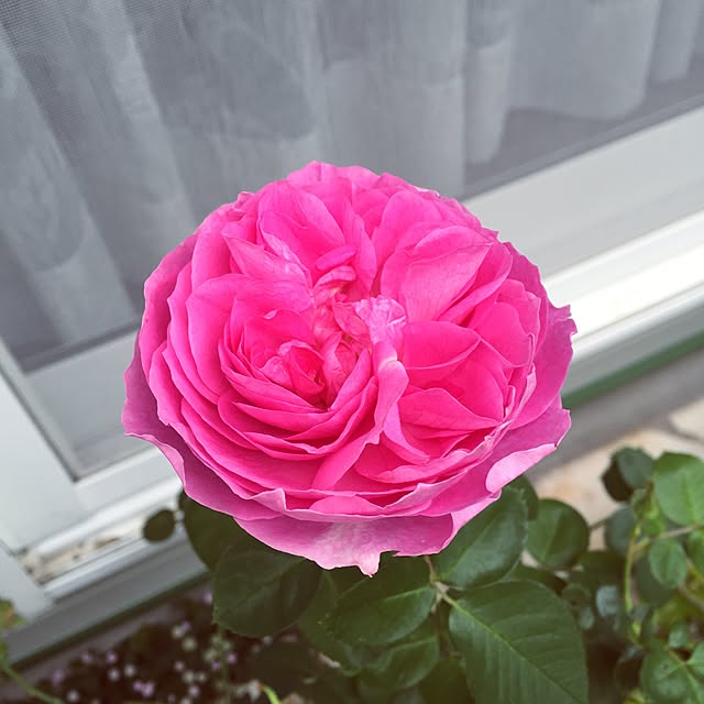 kazu0905さんの実例写真