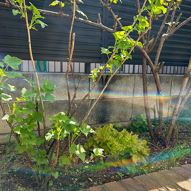 botanさんの実例写真