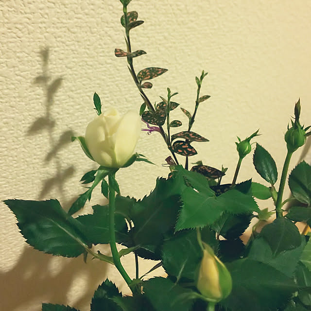 KOHAKUさんの実例写真