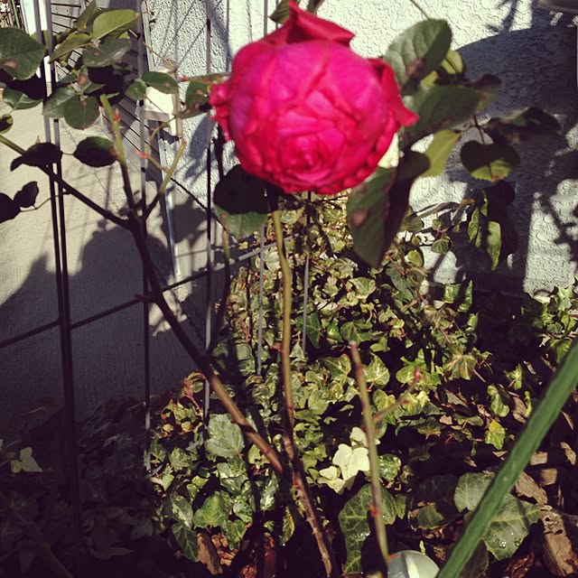 greenroseさんの実例写真