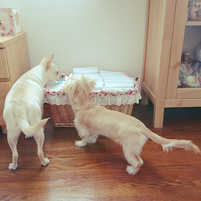 ayayaさんの実例写真