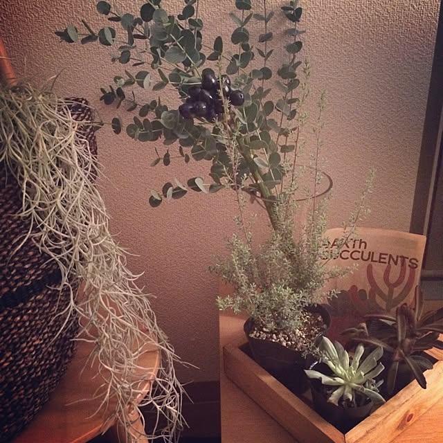 リビング/植物のインテリア実例 - 2014-09-06 18:41:54