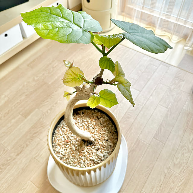 miyuさんの部屋