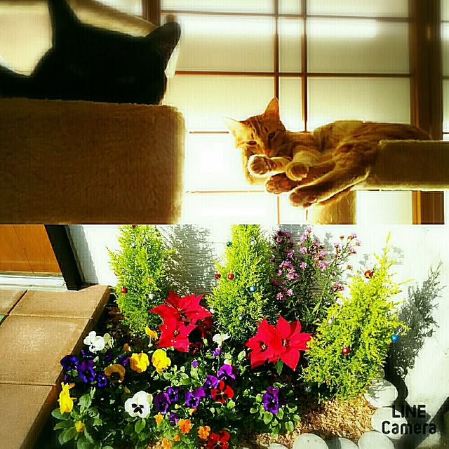 Borikoさんの実例写真