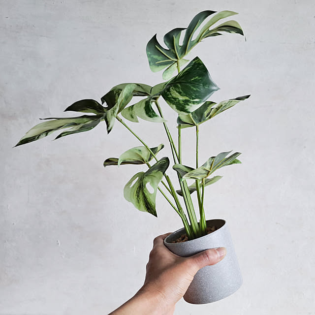 daily-order-mailさんの実例写真