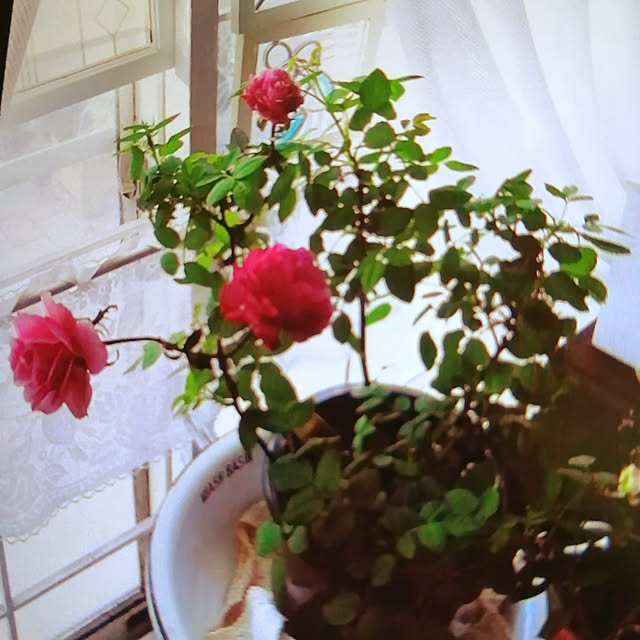 terurin0202さんの実例写真