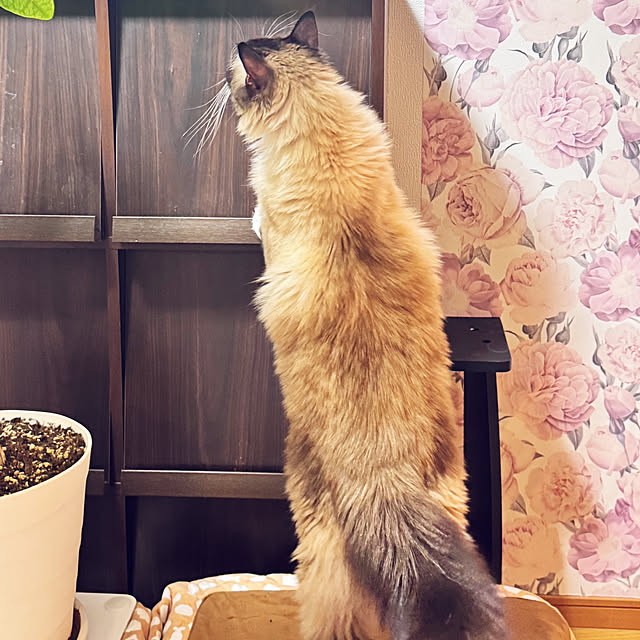 Nonさんの実例写真