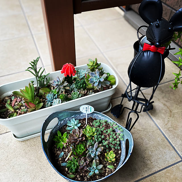 多肉植物/玄関/入り口のインテリア実例 - 2021-04-27 21:34:31