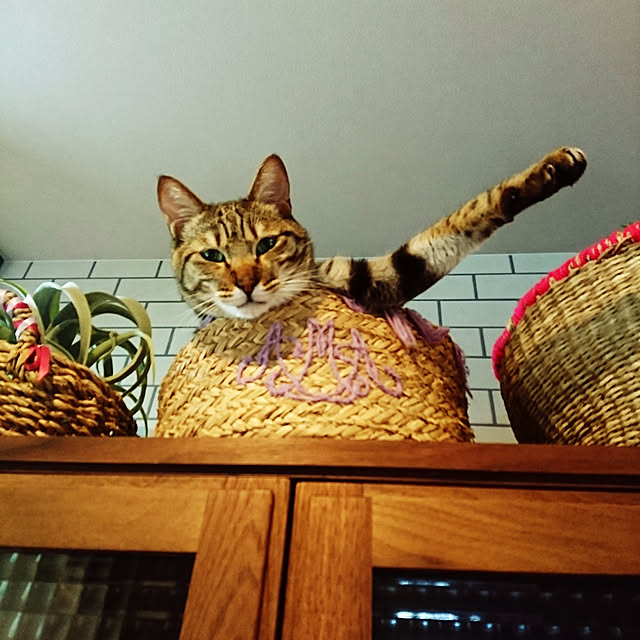 poniさんの実例写真