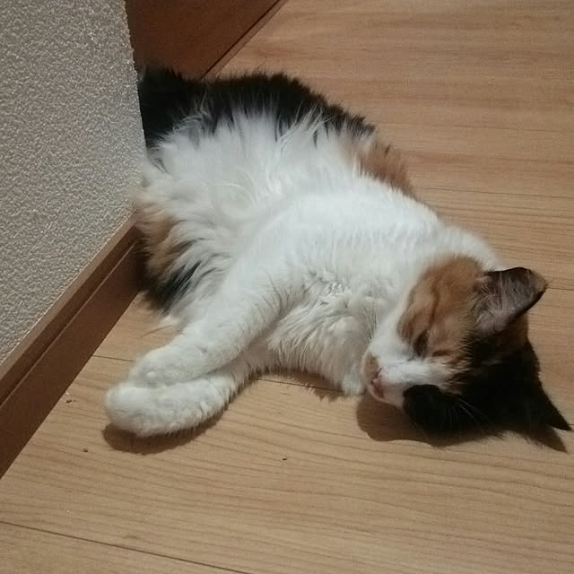 kiyohima229さんの実例写真