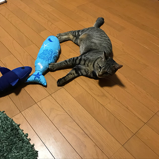 mikan161さんの実例写真