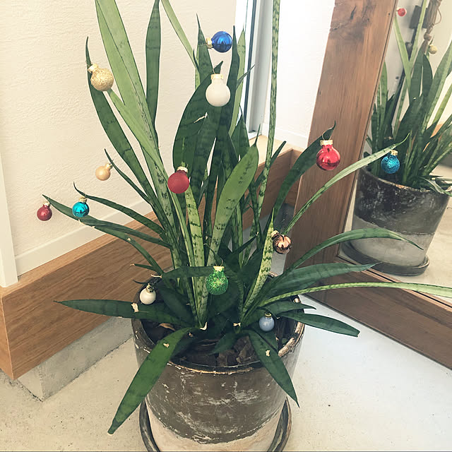 観葉植物のある暮らし/クリスマス/天然木/無垢フローリング/ナラ材(オーク)...などのインテリア実例 - 2019-11-06 11:29:59