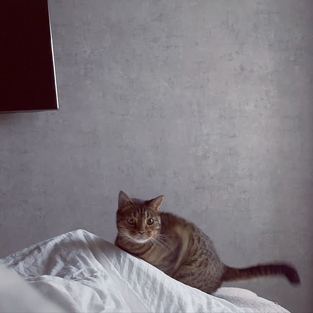 Azさんの実例写真