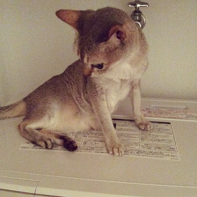 miikoさんの実例写真