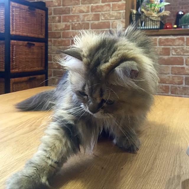 butachanさんの実例写真