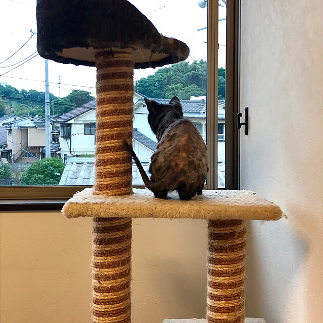 butachanさんの実例写真