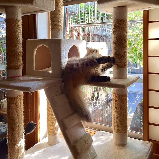 butachanさんの実例写真