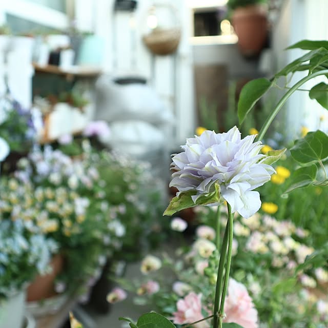 naopyiさんの実例写真
