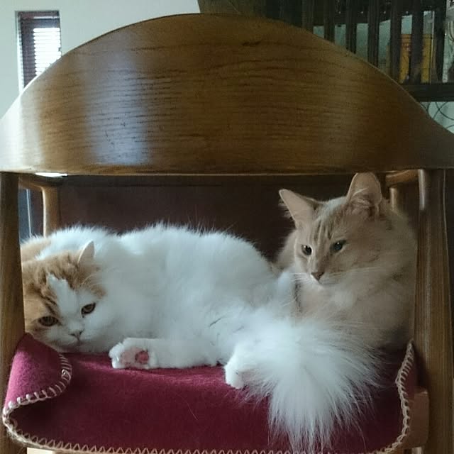 1ldksさんの実例写真