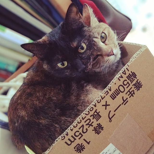 リビング/ねこ/猫と暮らす/ねこのいる日常/サビ猫...などのインテリア実例 - 2024-06-01 23:45:54