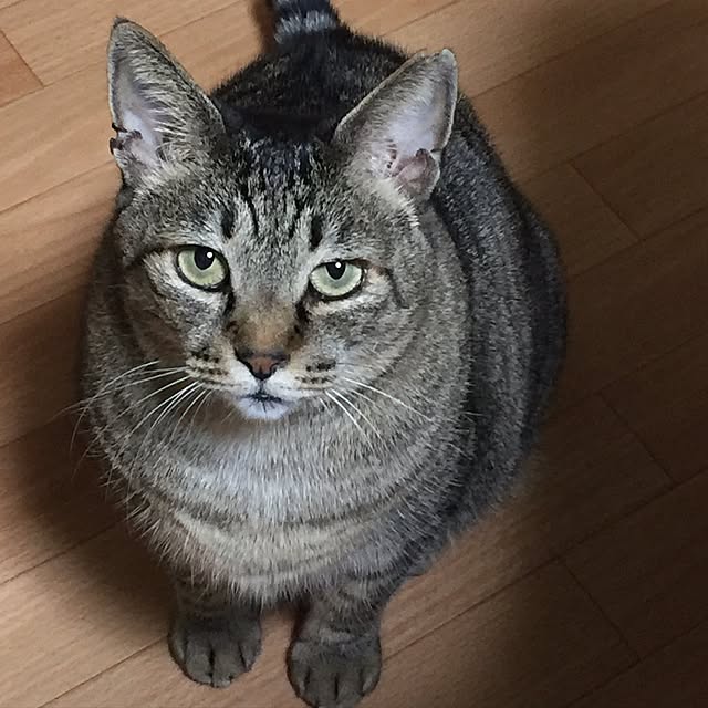 kijitoraさんの実例写真