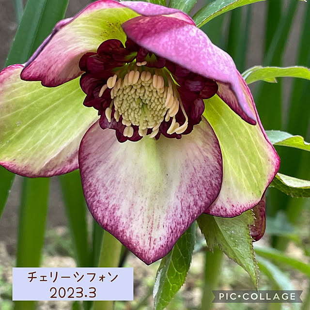 buchiさんの実例写真