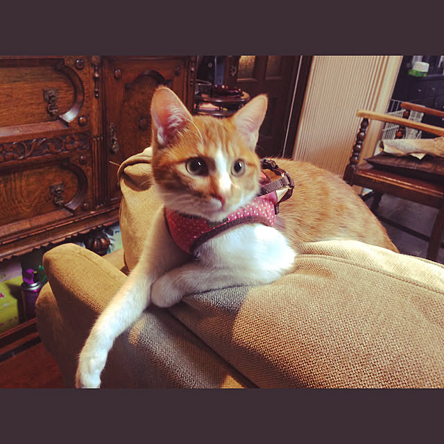 yurincaさんの実例写真