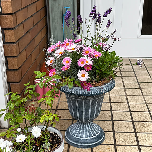 chIoeさんの実例写真