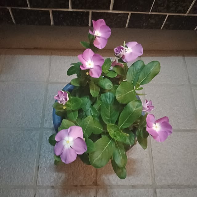 tuushiさんの実例写真