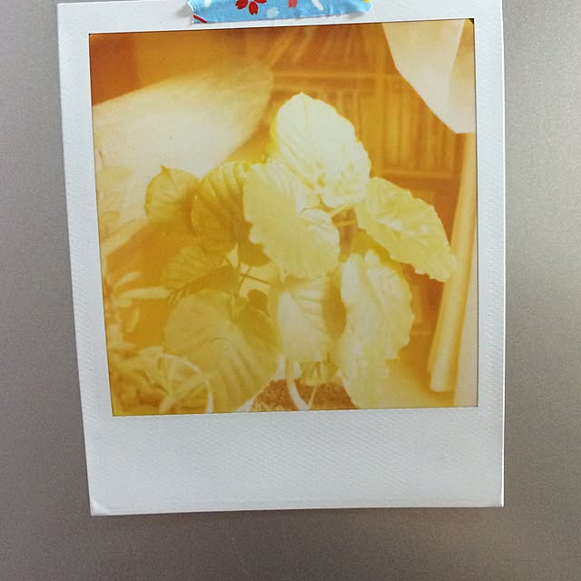 momonyさんの実例写真