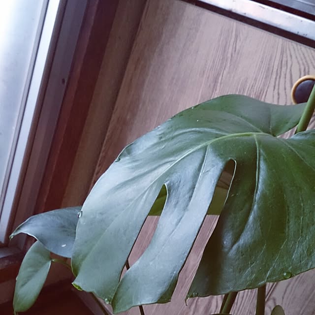 miporin0711さんの実例写真