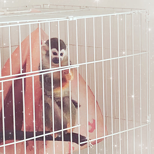 koyuriさんの実例写真