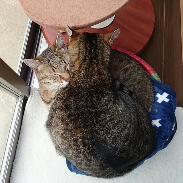 mama26さんの実例写真