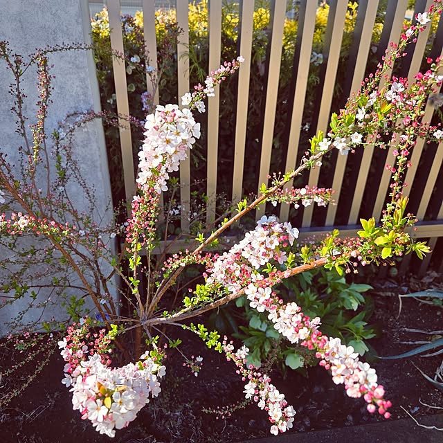 mutyukingさんの実例写真